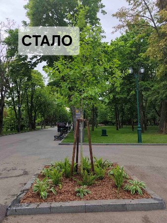 Новини Харкова: У саду Шевченка висадили дуб